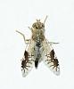 Tephritis divisa